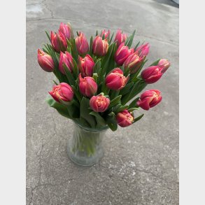 Ekslusive doble tulipaner