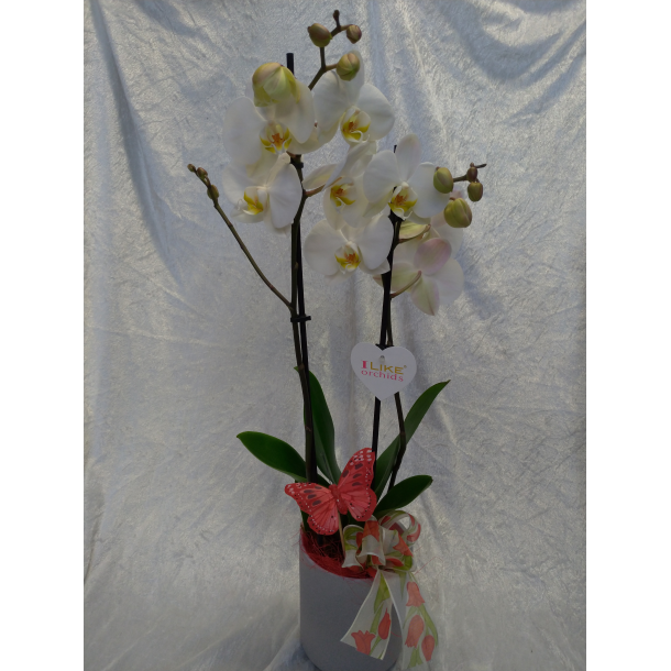Pyntet orkide