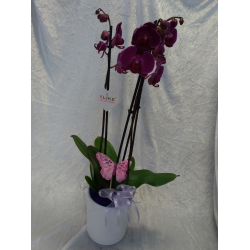 Pyntet orkide