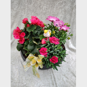 Sommerbris