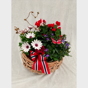 17 mai ute sammenplantning