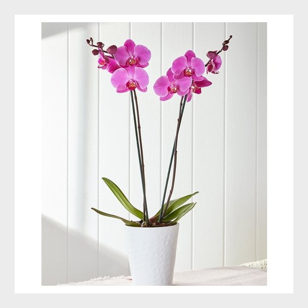 Farget Orkide 