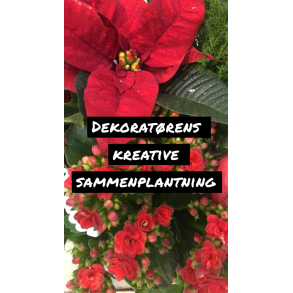 Dekoratrens kreative sammenplantning