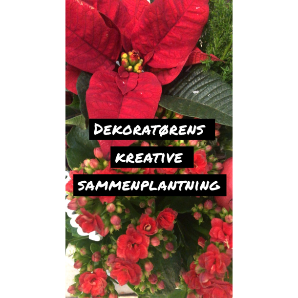Dekoratrens kreative sammenplantning