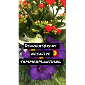 Dekoratrens kreative sammenplantning