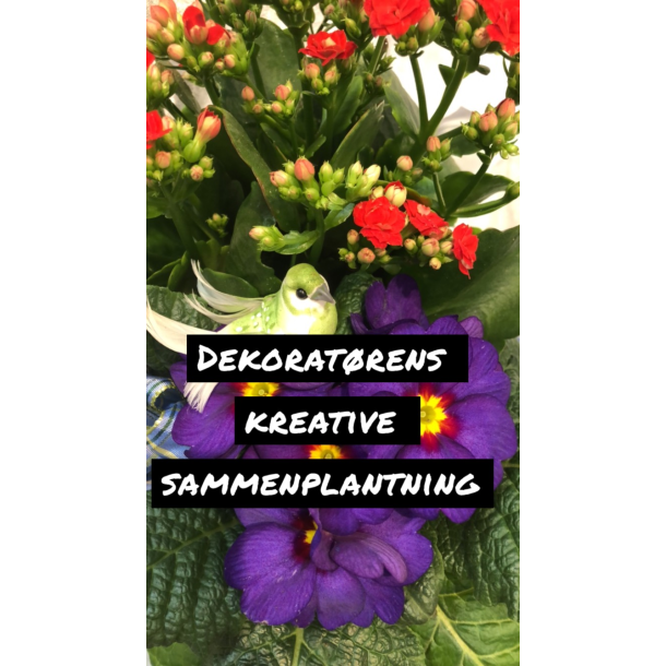 Dekorat�rens kreative sammenplantning
