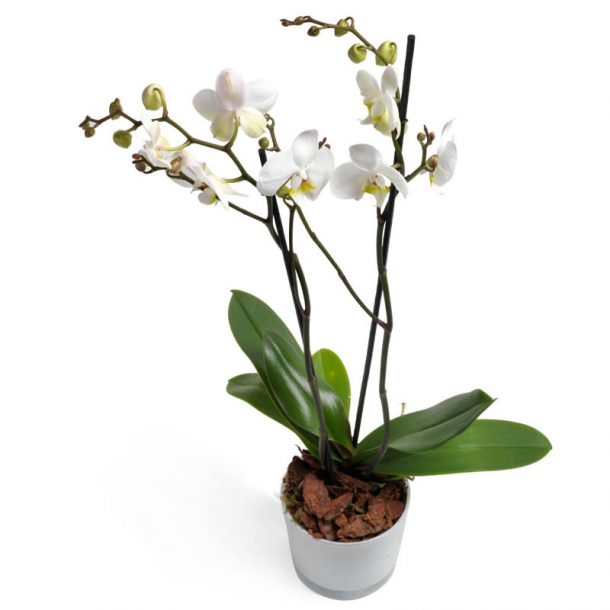 Hvit orkide