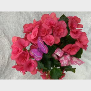 Rosa begonia med potte og pynt