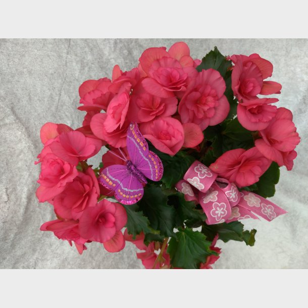Rosa begonia med potte og pynt