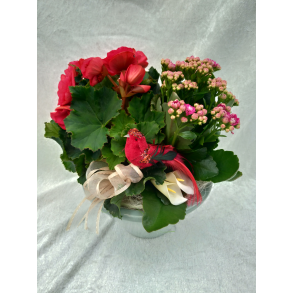 Rosa Glad sammenplantning