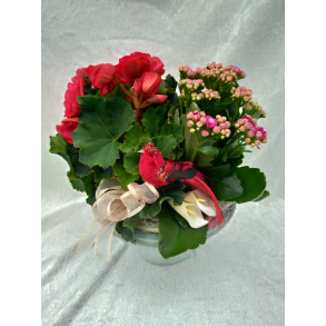 Rosa Glad sammenplantning