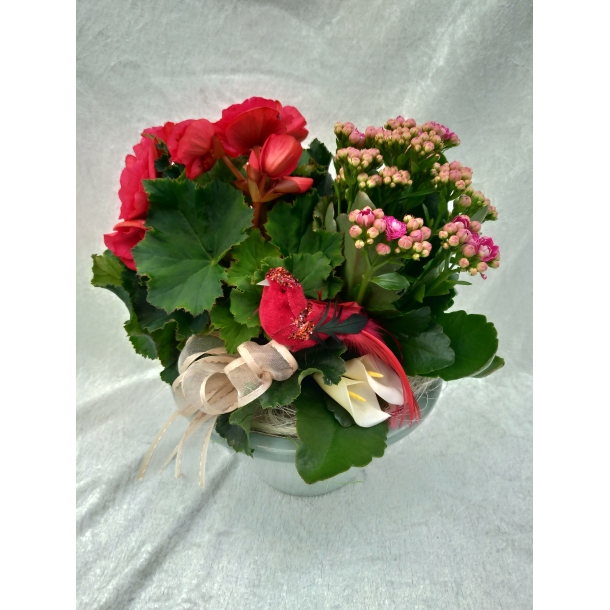 Rosa Glad sammenplantning