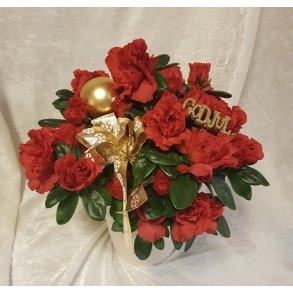 Rd julepyntet azalea