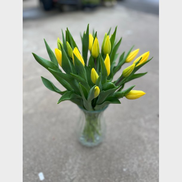 Gule p�ske tulipaner